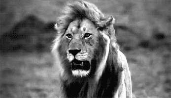 Gif animé lion noir et blanc